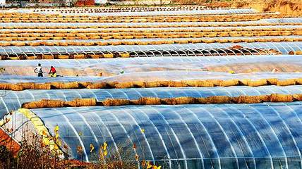 可生物降解塑料農膜問世 破解白色污染困局，推動中國農膜自主創新